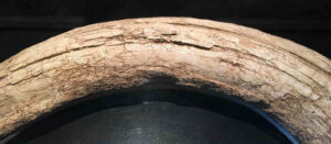 Partial mammoth tusk from Tule Springs
