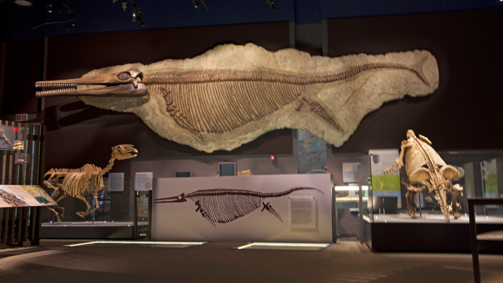 Large marine reptile fossil is mounted on a wall above dinosaur skeletons and exhibits in a museum. A scientific illustration of the reptile fossil is displayed on a panel below. The room is dimly lit with spotlights on the fossils.
