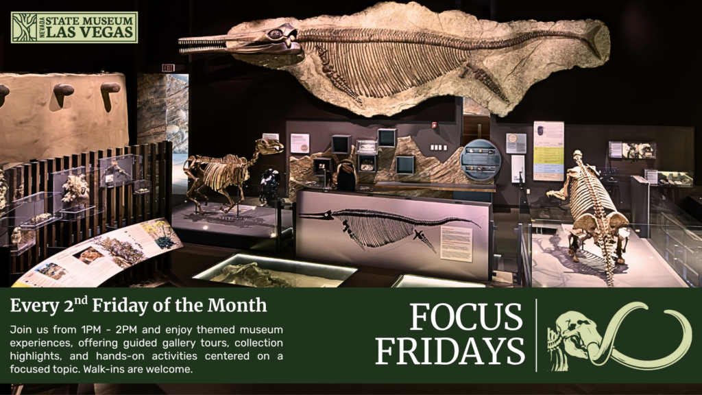 A museum exhibit displays large marine fossils, bones, and skeletons. A sign reads Focus Fridays, with event details for the Nevada State Museum, Las Vegas. Activities and tours are offered every second Friday.